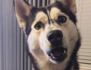 网页版呼叫在线轰炸电话