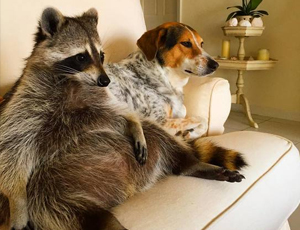 免费短信轰炸机试用