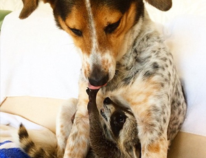 轰炸手机号信息软件免费版